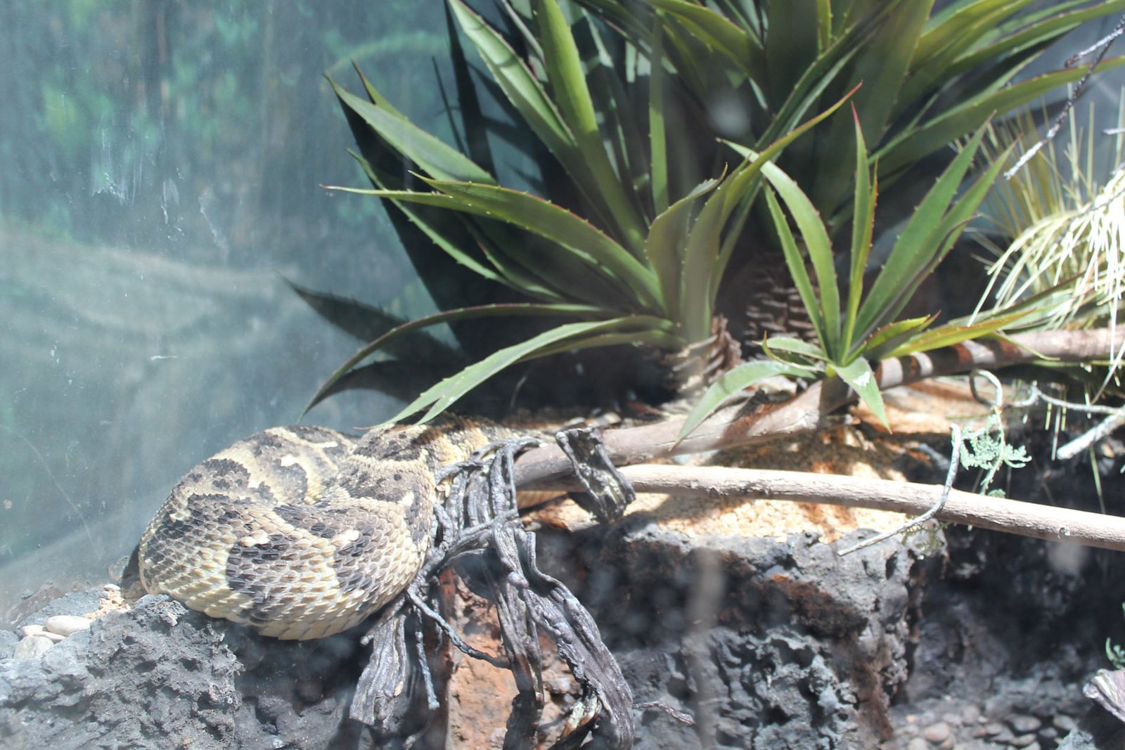 San Diego Zoo Part II 158